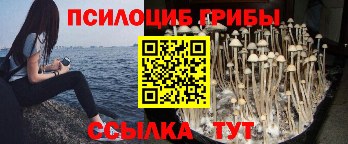 Псилоцибиновые грибы Psilocybine cubensis  Вход с VPN  Вологда 