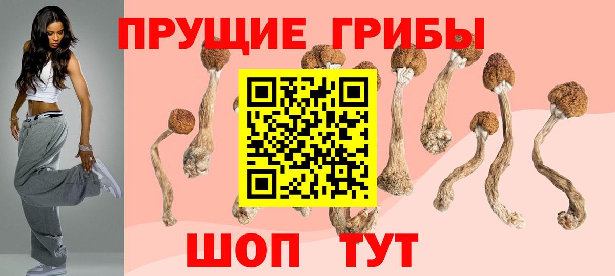 Псилоцибиновые грибы Psilocybe Вологда